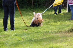 Hundefest-2016 - 50  