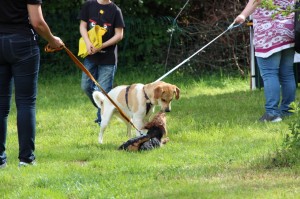 Hundefest-2016 - 52  