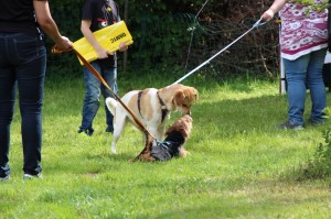 Hundefest-2016 - 53  