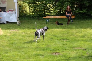 Hundefest-2016 - 56  