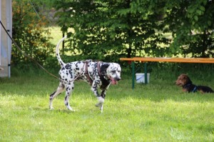 Hundefest-2016 - 62  