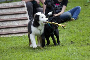 Welpenspiel-20140918-063