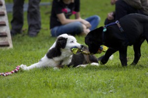 Welpenspiel-20140918-065