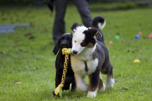 Welpenspiel-20140918-070