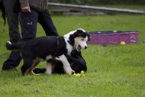 Welpenspiel-20140918-072