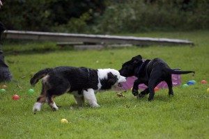 Welpenspiel-20140918-085