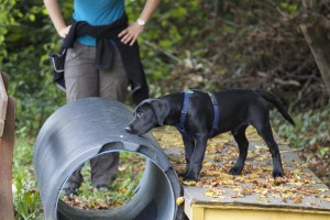 Welpenspiel-20140918-107