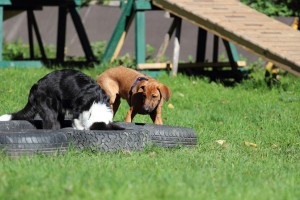 Welpenspiel-20131016-037