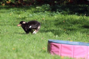 Welpenspiel-20131016-044