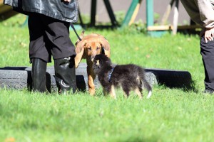 Welpenspiel-20131016-046