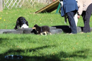 Welpenspiel-20131016-064