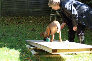 Welpenspiel-20131016-111