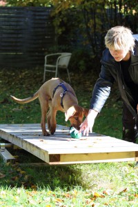 Welpenspiel-20131016-115