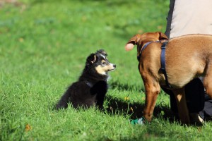 Welpenspiel-20131016-141