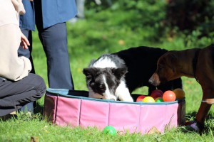 Welpenspiel-20131016-143