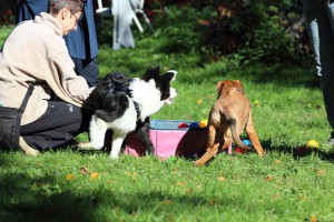 Welpenspiel-20131016-152