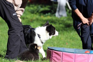 Welpenspiel-20131016-167