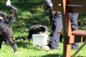 Welpenspiel-20131016-175