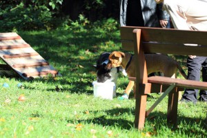 Welpenspiel-20131016-177
