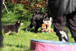 Welpenspiel-20131016-216