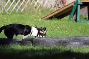 Welpenspiel-20131016-219