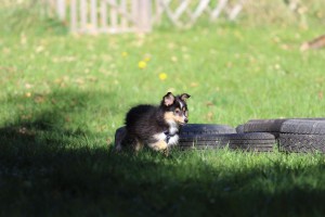 Welpenspiel-20131016-220