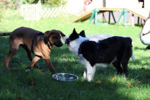 Welpenspiel-20131016-224