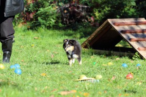 Welpenspiel-20131016-225