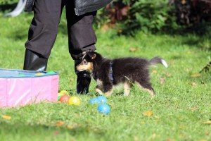 Welpenspiel-20131016-226