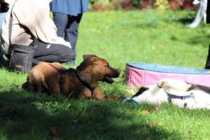 Welpenspiel-20131016-232