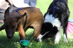 Welpenspiel-20131016-234