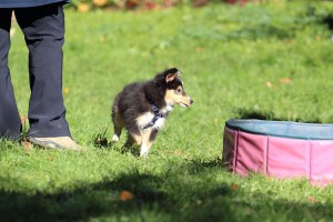 Welpenspiel-20131016-251