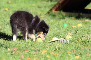 Welpenspiel-20131016-265