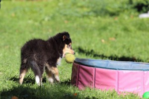 Welpenspiel-20131016-266