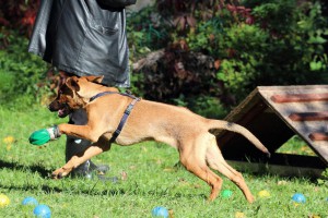 Welpenspiel-20131016-268