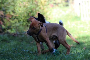 Welpenspiel-20131016-273