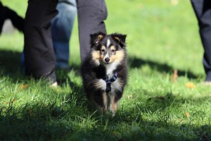 Welpenspiel-20131016-293