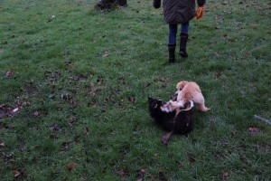 Welpenspiel-20131120-025
