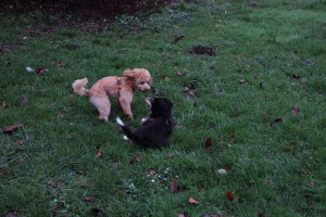 Welpenspiel-20131120-026