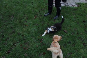 Welpenspiel-20131120-036
