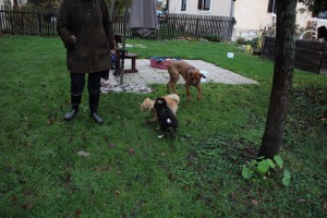 Welpenspiel-20131120-037