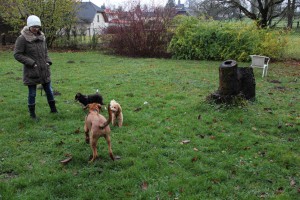 Welpenspiel-20131120-041