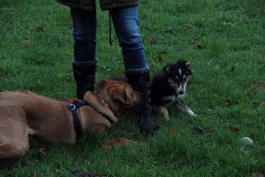 Welpenspiel-20131120-049